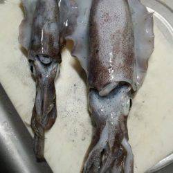 アオリイカ苦戦