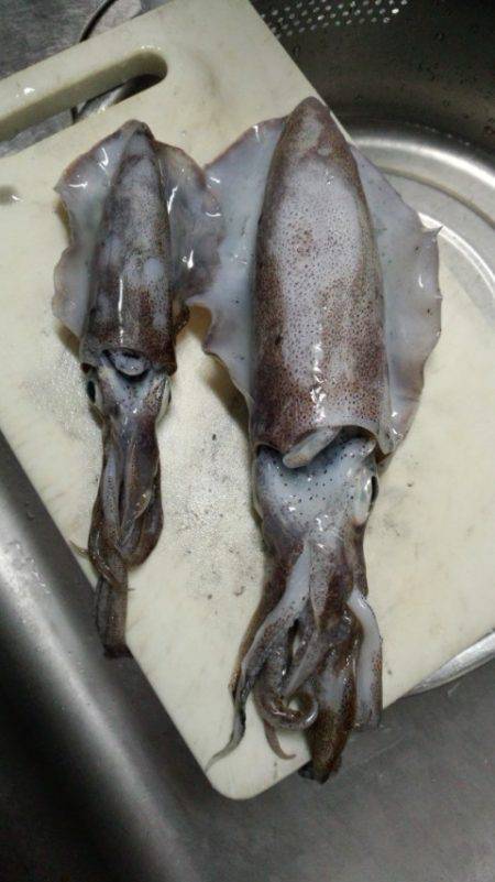 アオリイカ苦戦