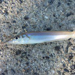 台風後何が釣れるか？