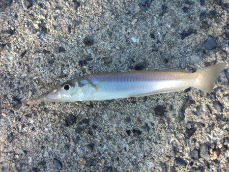 台風後何が釣れるか？