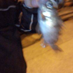 久しぶりの湾内たこ