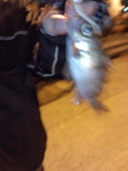 久しぶりの湾内たこ