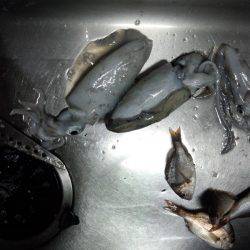 アオリイカ渋い