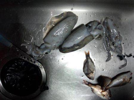 アオリイカ渋い