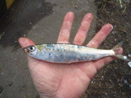 久しぶりのサビキ