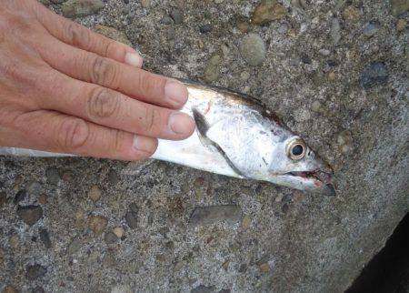 サゴシを求めて、またハズレ