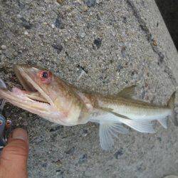 またサゴシ釣れず・・・