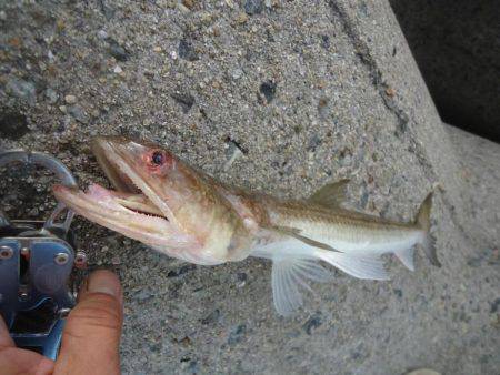 またサゴシ釣れず・・・