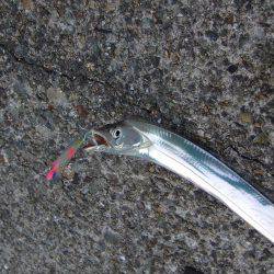 タチウオ復調！！