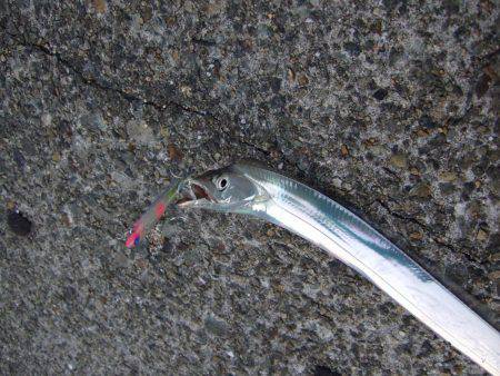 タチウオ復調！！