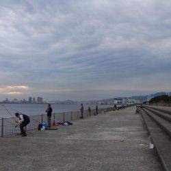 嫁さんのお供でサヨリ