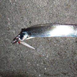 久々のサゴシとタチウオ