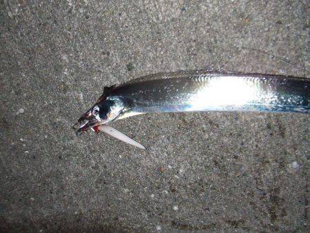 久々のサゴシとタチウオ