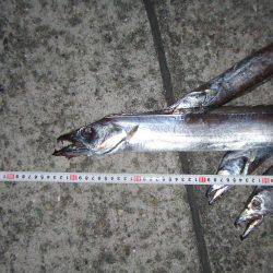 ワインドでタチウオ９２㎝も、テンヤでは不調