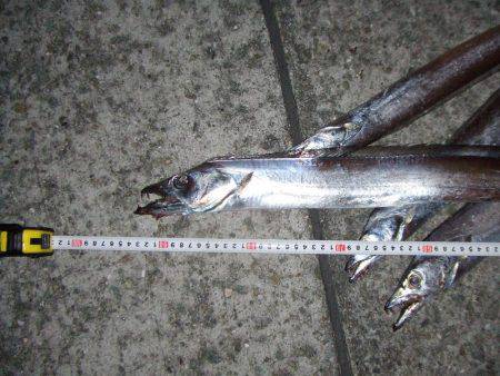 ワインドでタチウオ９２㎝も、テンヤでは不調