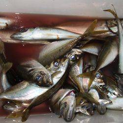 アジ、サゴシ 秋祭り。