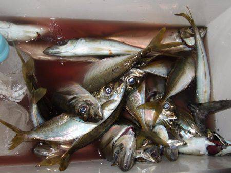 アジ、サゴシ 秋祭り。