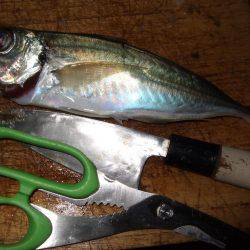 アジ釣りそこそこでもチヌが来た