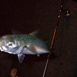 タッチー久しぶり！