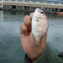 キス釣りに、珍客。