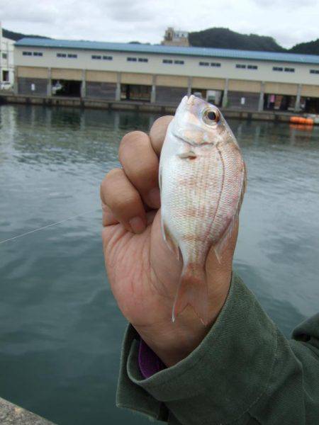 キス釣りに、珍客。