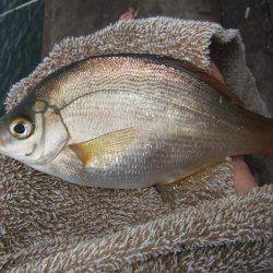 イワシ！大漁！