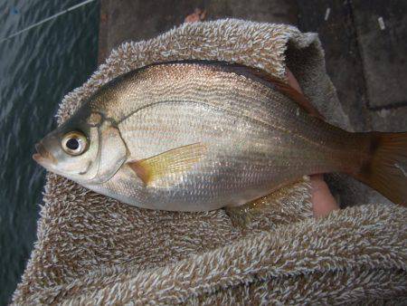 イワシ！大漁！