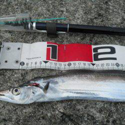 早朝～ウキ釣りでタチウオ