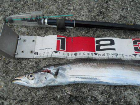 早朝～ウキ釣りでタチウオ