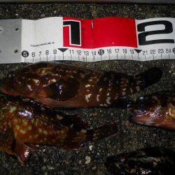 夕方~夜、エビ撒き釣りで根魚