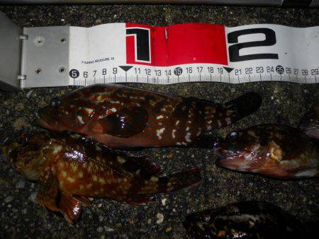 夕方~夜、エビ撒き釣りで根魚