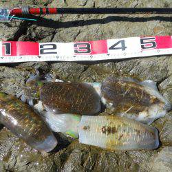 強風の中、磯でアオリイカのヤエン釣り