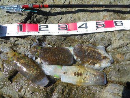 強風の中、磯でアオリイカのヤエン釣り