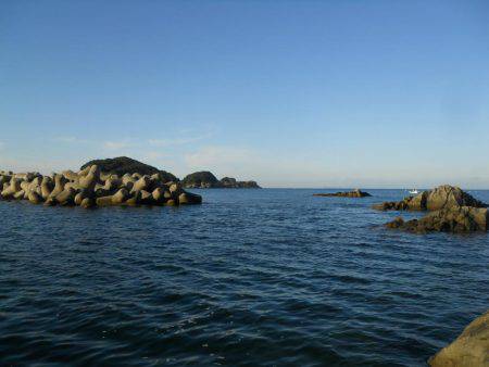 磯でアオリイカのヤエン釣り