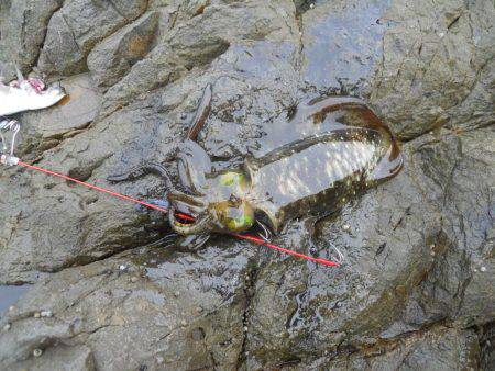 うねりの中、磯でアオリイカのヤエン釣り