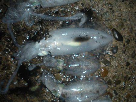 満月の大潮には