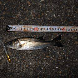 チヌとチーバス…。