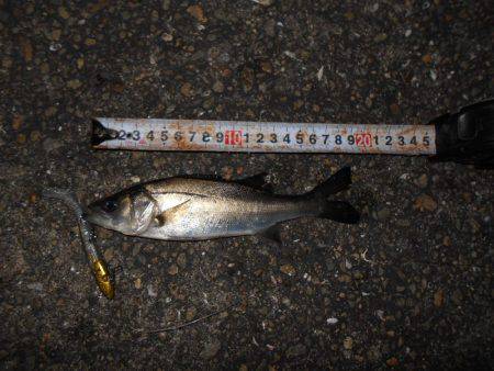 チヌとチーバス…。