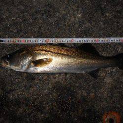 サヨリパターンのシーバス