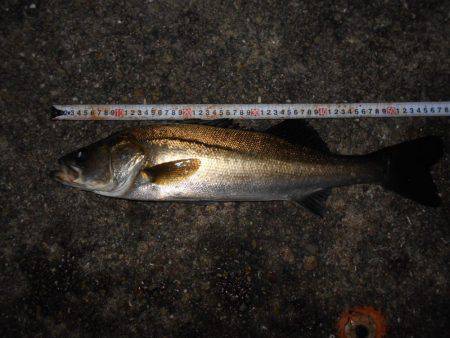 サヨリパターンのシーバス