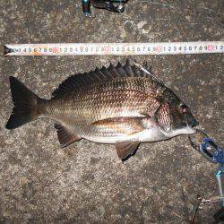 メタルバイブでシーバス♪