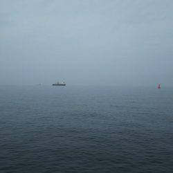 サゴシの回遊再び