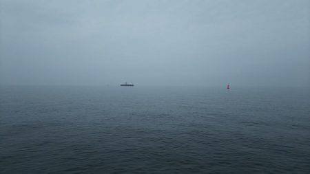 サゴシの回遊再び