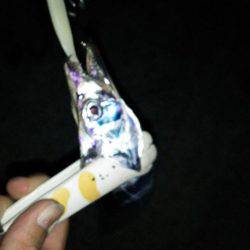 タチウオのイレグイ堪能♪