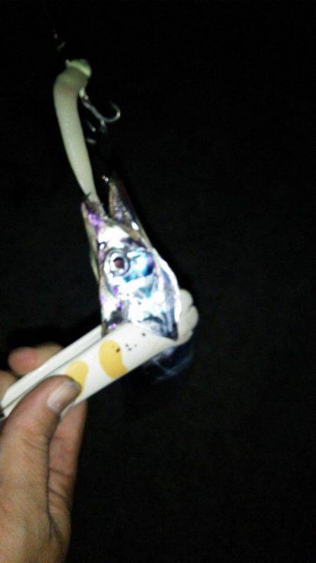 タチウオのイレグイ堪能♪