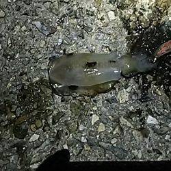 ナイターエギング