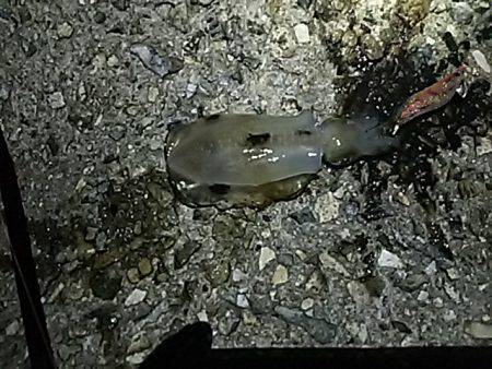 ナイターエギング