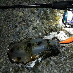 ナイスサイズ23cm680g