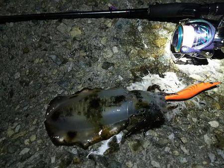 ナイスサイズ23cm680g