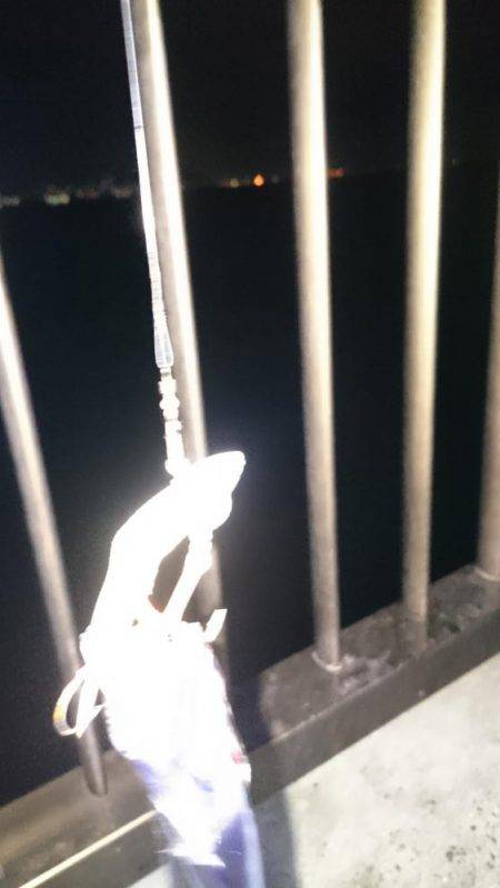 エギングのつもりが